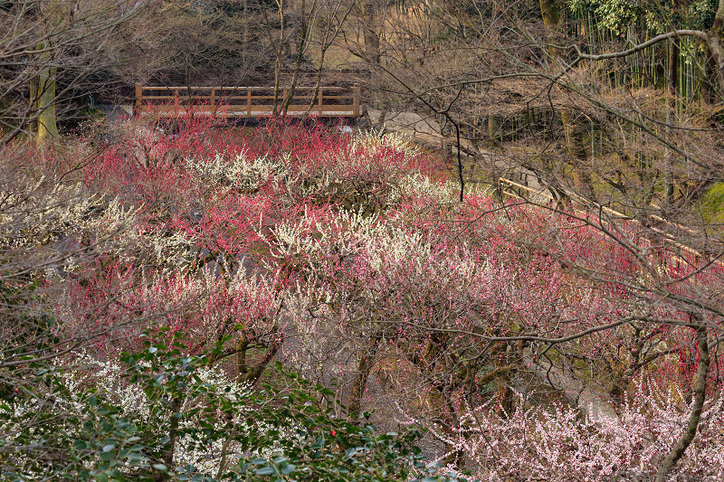 梅咲き乱れる北野天満宮_f0155048_2243575.jpg