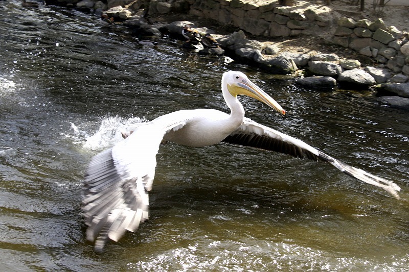 ペリカンの飛行。_d0342449_07280881.jpg