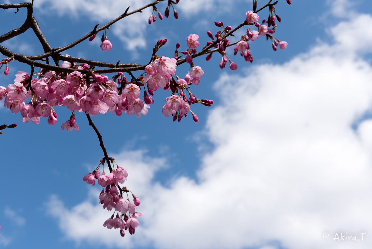 京都の桜 2016 〜車折神社〜_f0152550_21274388.jpg