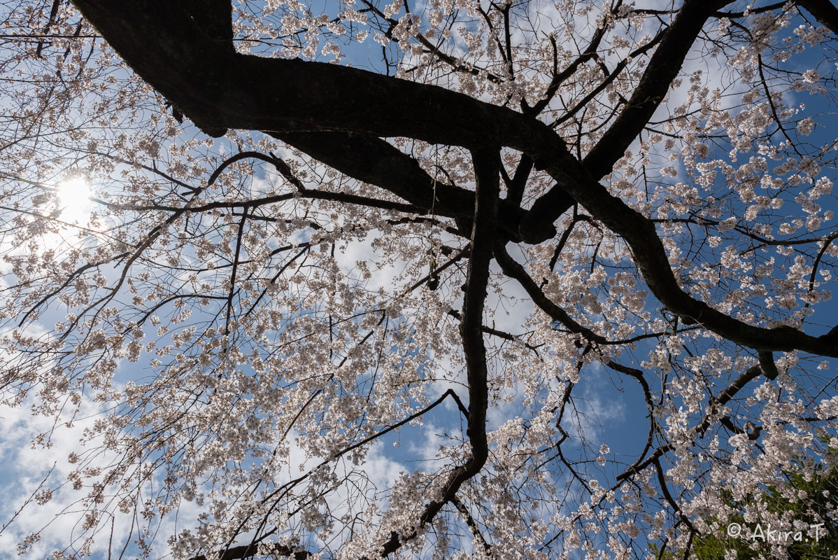 京都の桜 2016 〜車折神社〜_f0152550_21275339.jpg