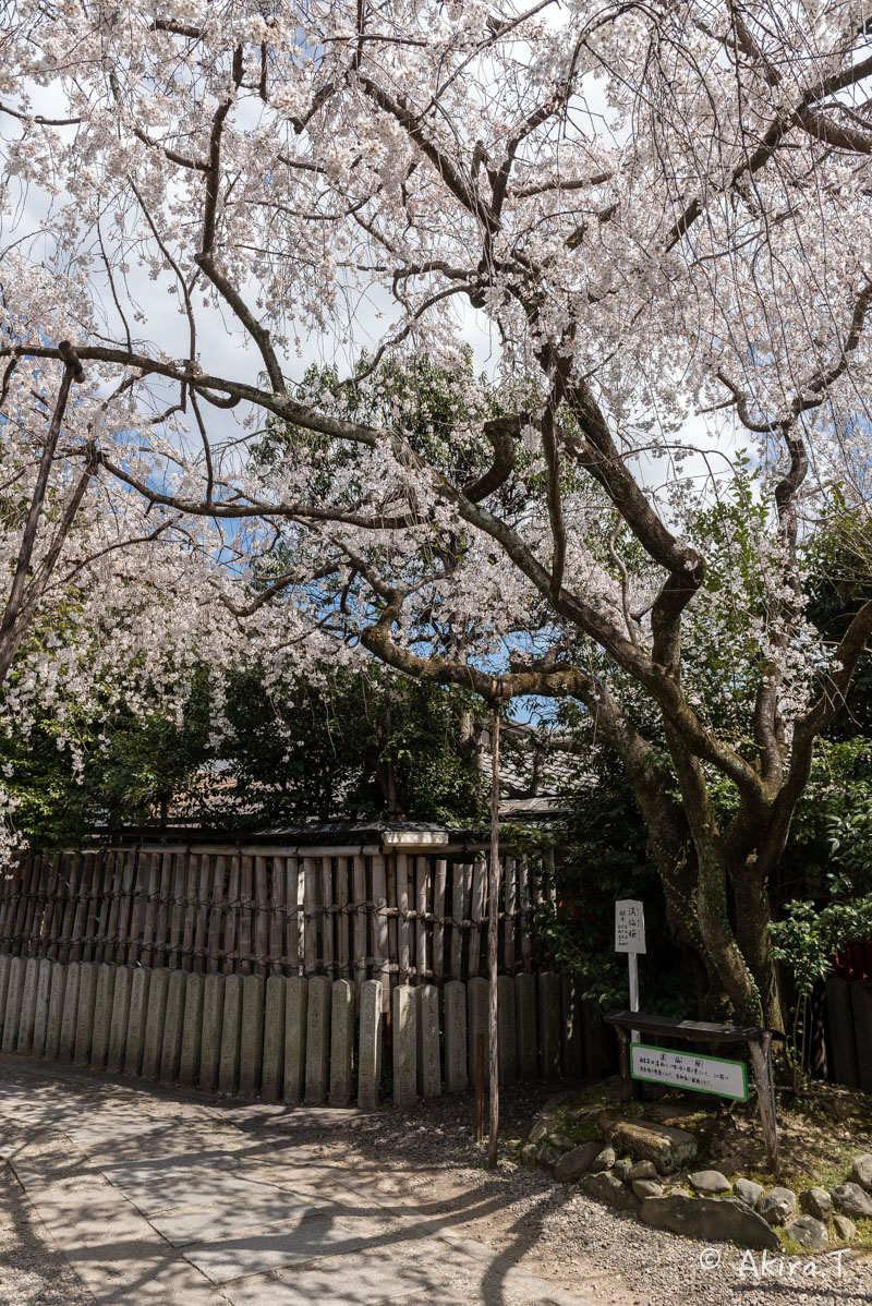 京都の桜 2016 〜車折神社〜_f0152550_21282322.jpg