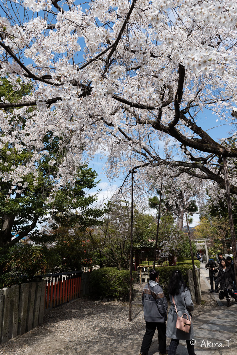 京都の桜 2016 〜車折神社〜_f0152550_21283794.jpg