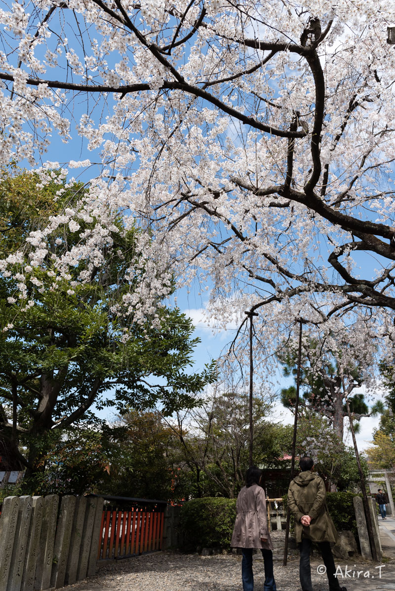 京都の桜 2016 〜車折神社〜_f0152550_21285242.jpg