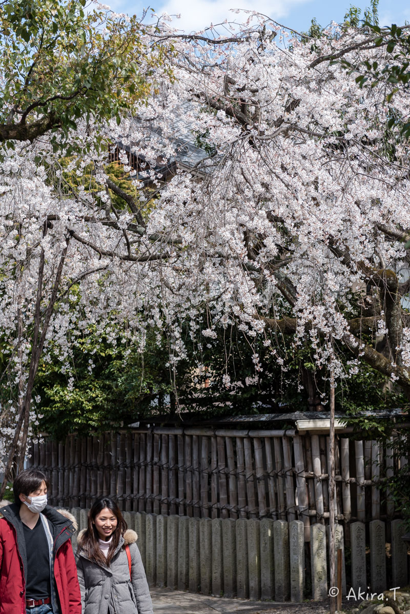 京都の桜 2016 〜車折神社〜_f0152550_21295653.jpg