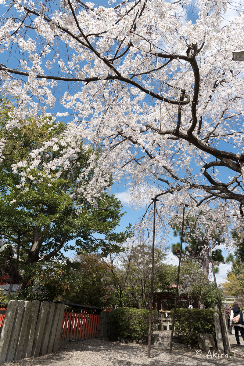 京都の桜 2016 〜車折神社〜_f0152550_2129618.jpg