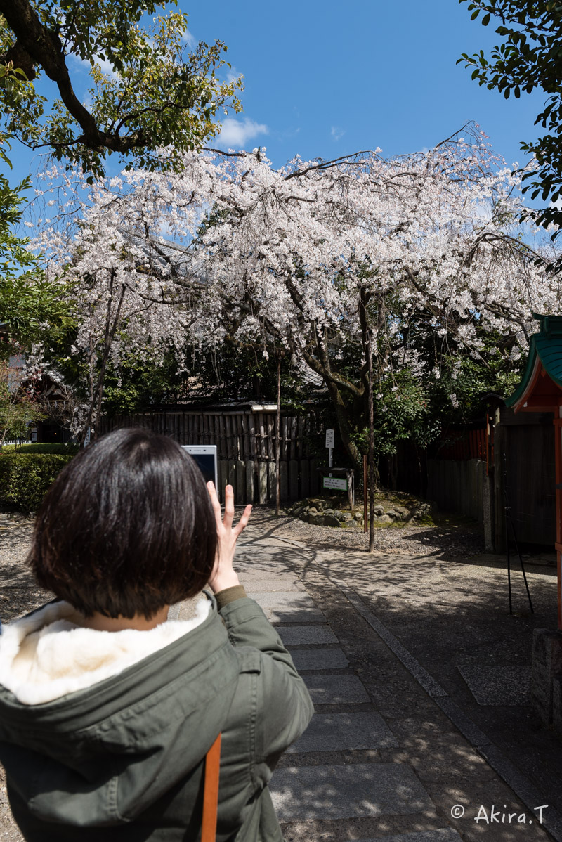 京都の桜 2016 〜車折神社〜_f0152550_21301170.jpg