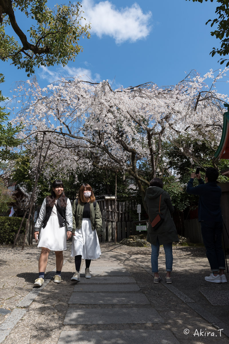 京都の桜 2016 〜車折神社〜_f0152550_21302460.jpg