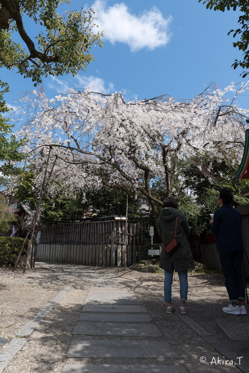 京都の桜 2016 〜車折神社〜_f0152550_21304728.jpg