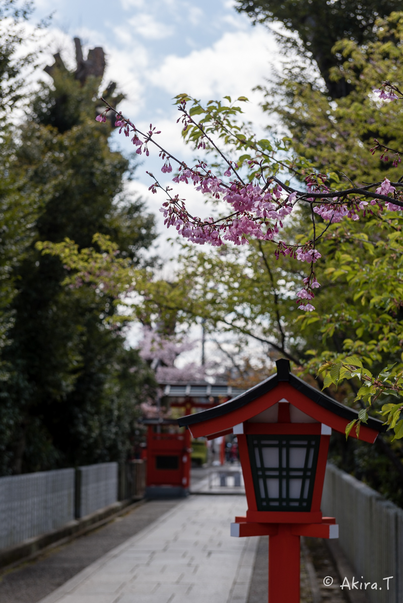 京都の桜 2016 〜車折神社〜_f0152550_2131166.jpg