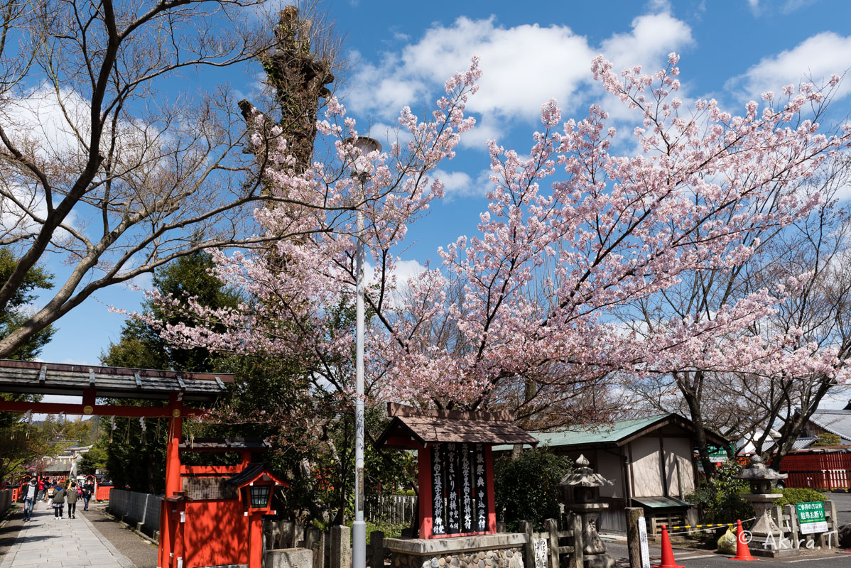 京都の桜 2016 〜車折神社〜_f0152550_21321399.jpg