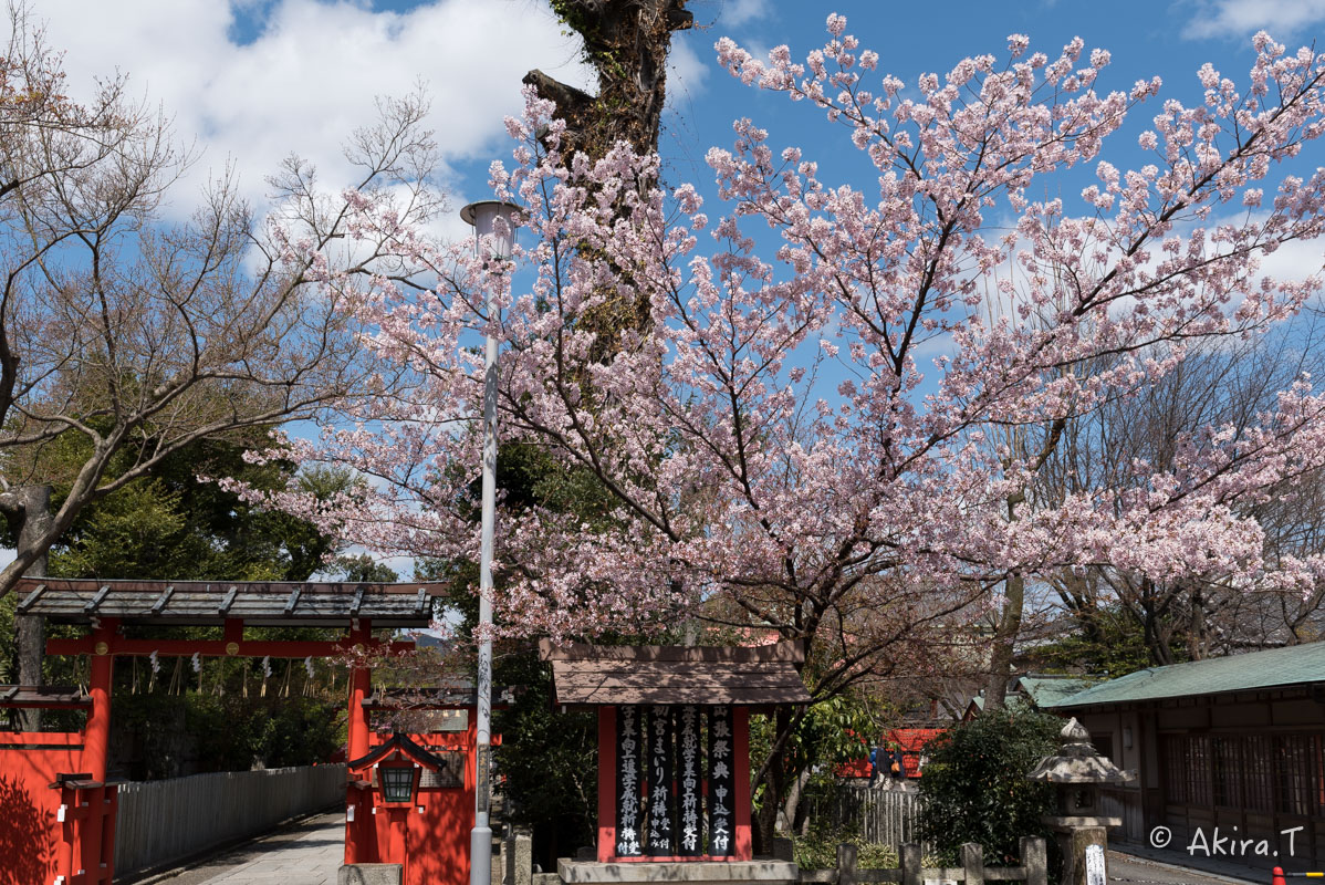 京都の桜 2016 〜車折神社〜_f0152550_21322793.jpg