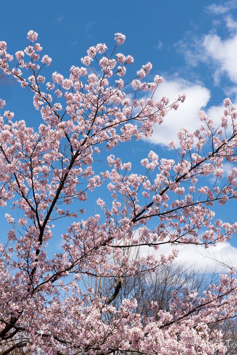 京都の桜 2016 〜車折神社〜_f0152550_21324181.jpg