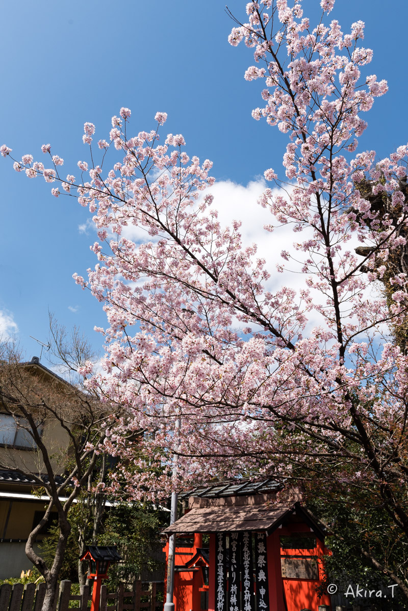 京都の桜 2016 〜車折神社〜_f0152550_21325473.jpg