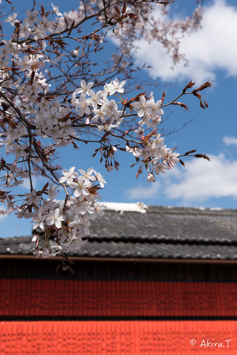 京都の桜 2016 〜車折神社〜_f0152550_2133681.jpg