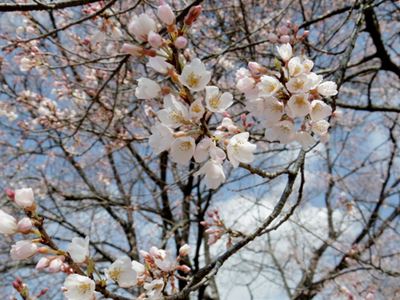  いざ下野国分寺跡、薄墨桜のお花見へ、そして輪行_b0220251_6152448.jpg