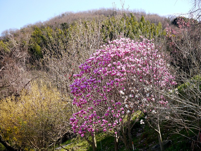 　　　紫モクレン咲く里山の風景_b0093754_1555268.jpg