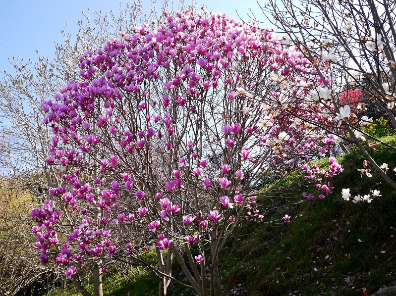 　　　紫モクレン咲く里山の風景_b0093754_15553862.jpg