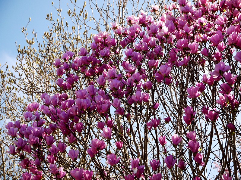 　　　紫モクレン咲く里山の風景_b0093754_15554840.jpg