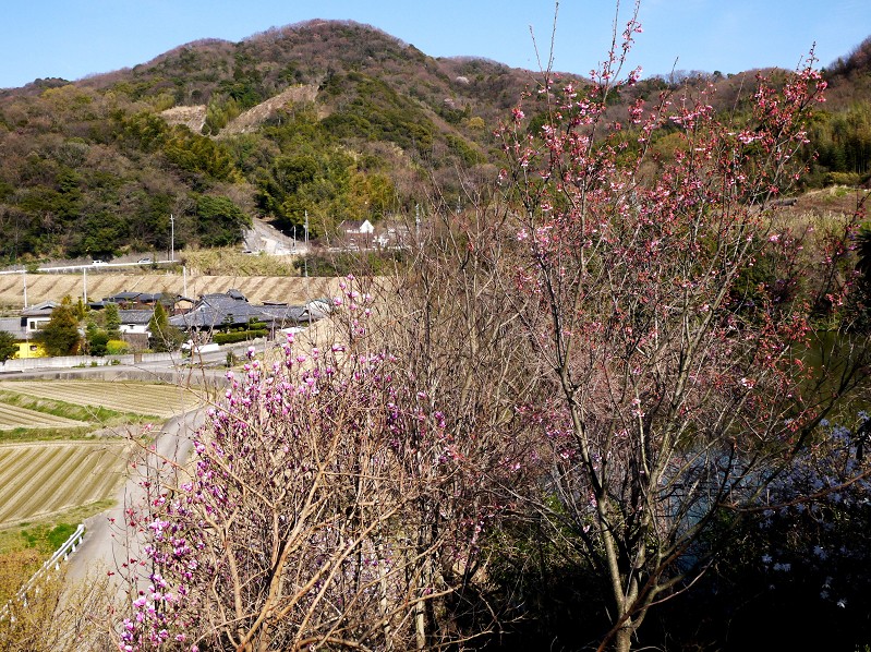 　　　紫モクレン咲く里山の風景_b0093754_15563660.jpg