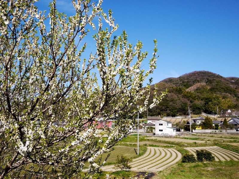 　　白梅咲く里山の風景_b0093754_16383672.jpg