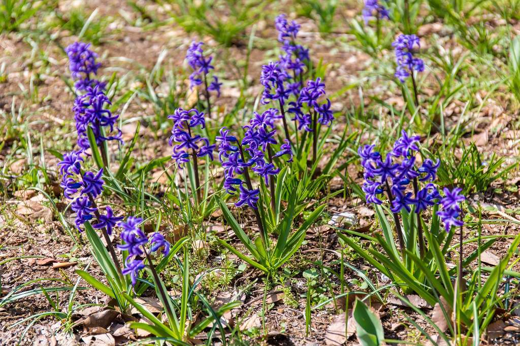 子供の森は花盛り_f0044056_07384802.jpg