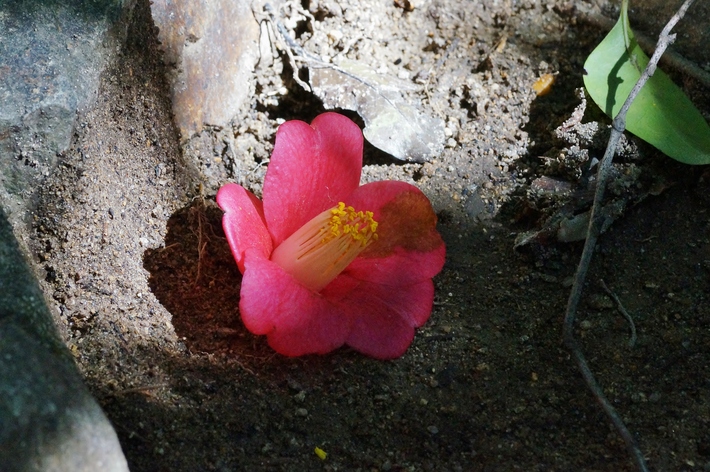 越木岩神社の甑岩と椿_b0063958_20242410.jpg