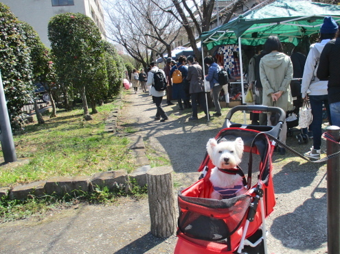「新寺こみち市」ふたたび_c0260460_14431418.jpg