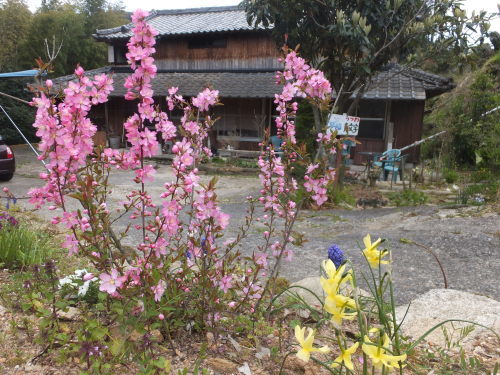 春の庭～ピンク_d0336460_17061566.jpg