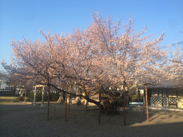 桜がほぼ満開_b0100062_7363036.jpg