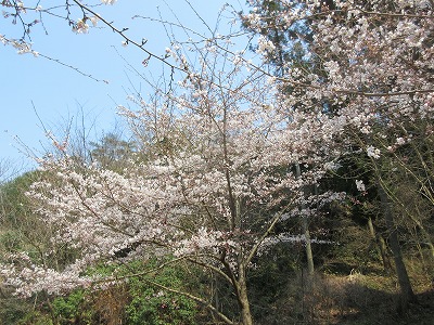 大平山・安見ケ城山_a0093965_23191947.jpg