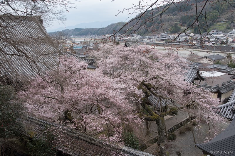 本膳寺　春爛漫_c0350572_21364901.jpg