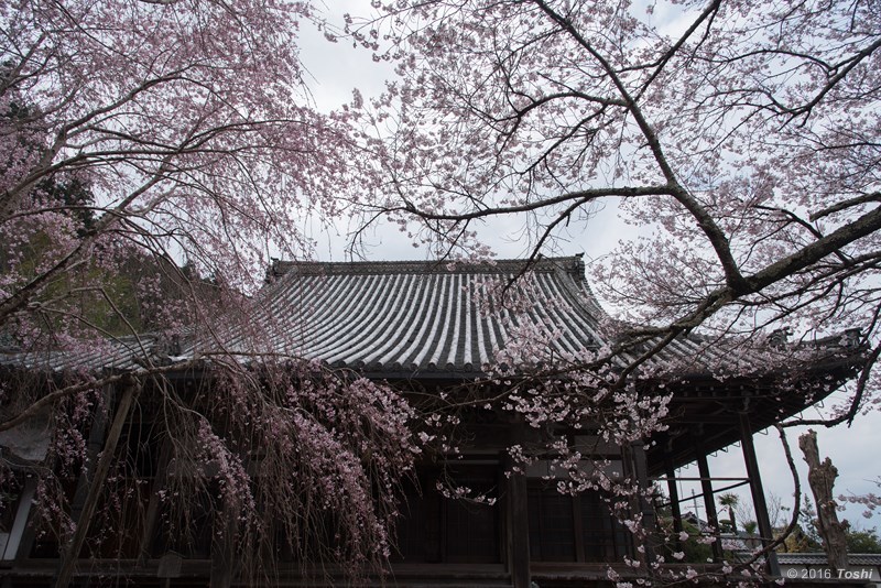 本膳寺　春爛漫_c0350572_21380882.jpg