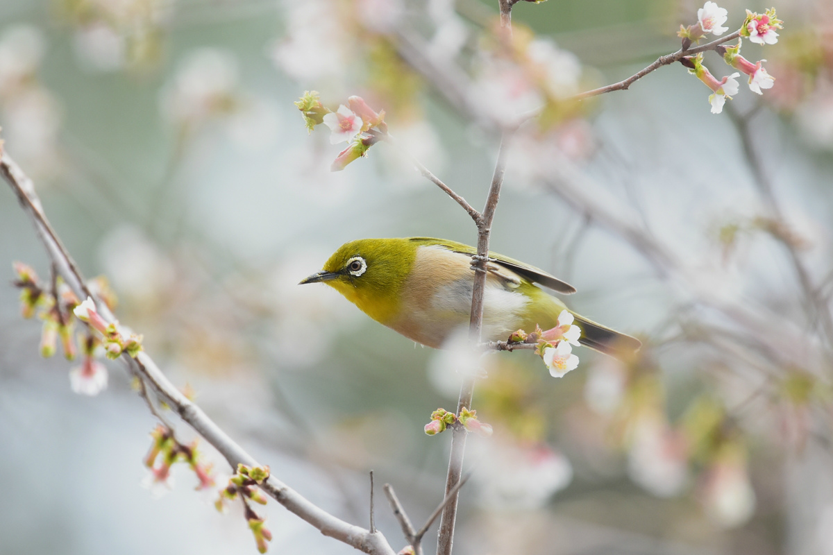 桜(?)にメジロ_f0053272_8565359.jpg