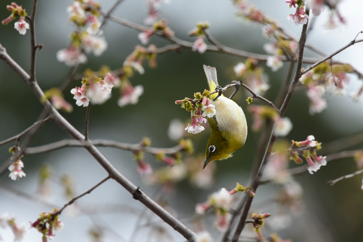 桜(?)にメジロ_f0053272_8585539.jpg