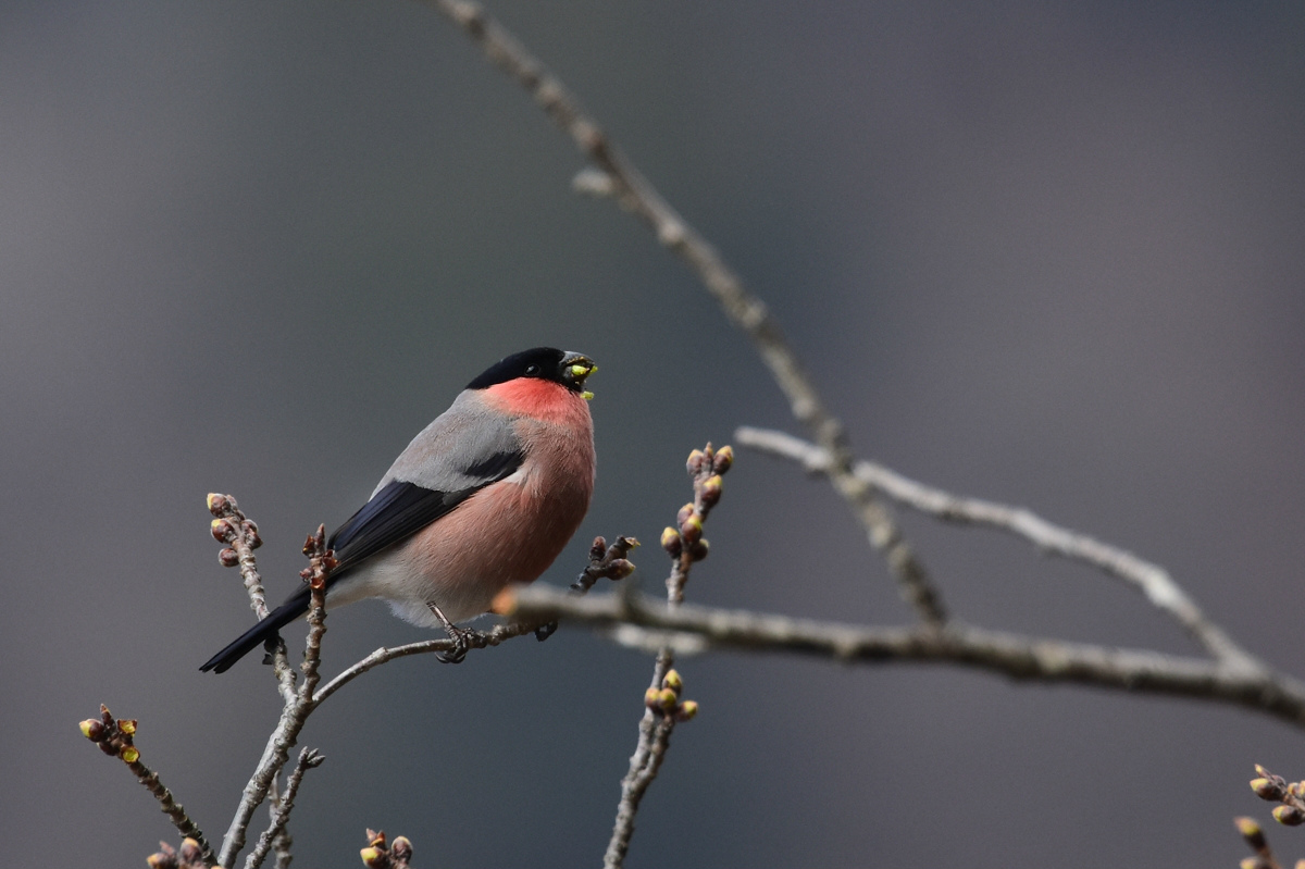 アカウソとウソ Ⅱ_f0053272_9403515.jpg