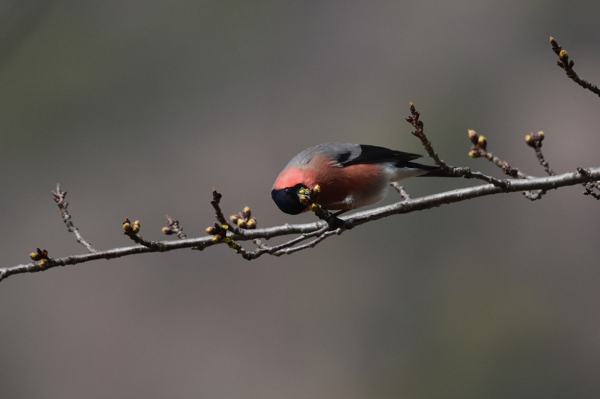 アカウソとウソ Ⅱ_f0053272_9411035.jpg