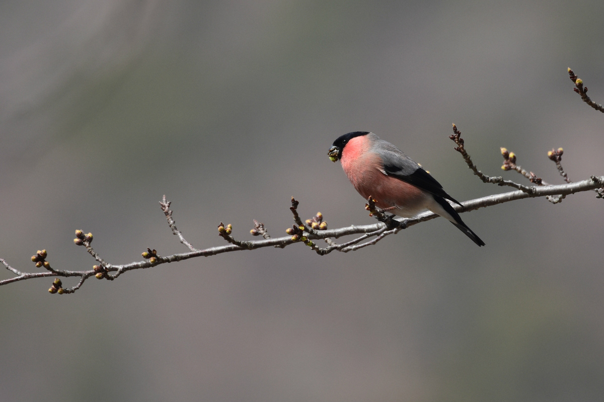 アカウソとウソ Ⅱ_f0053272_941306.jpg