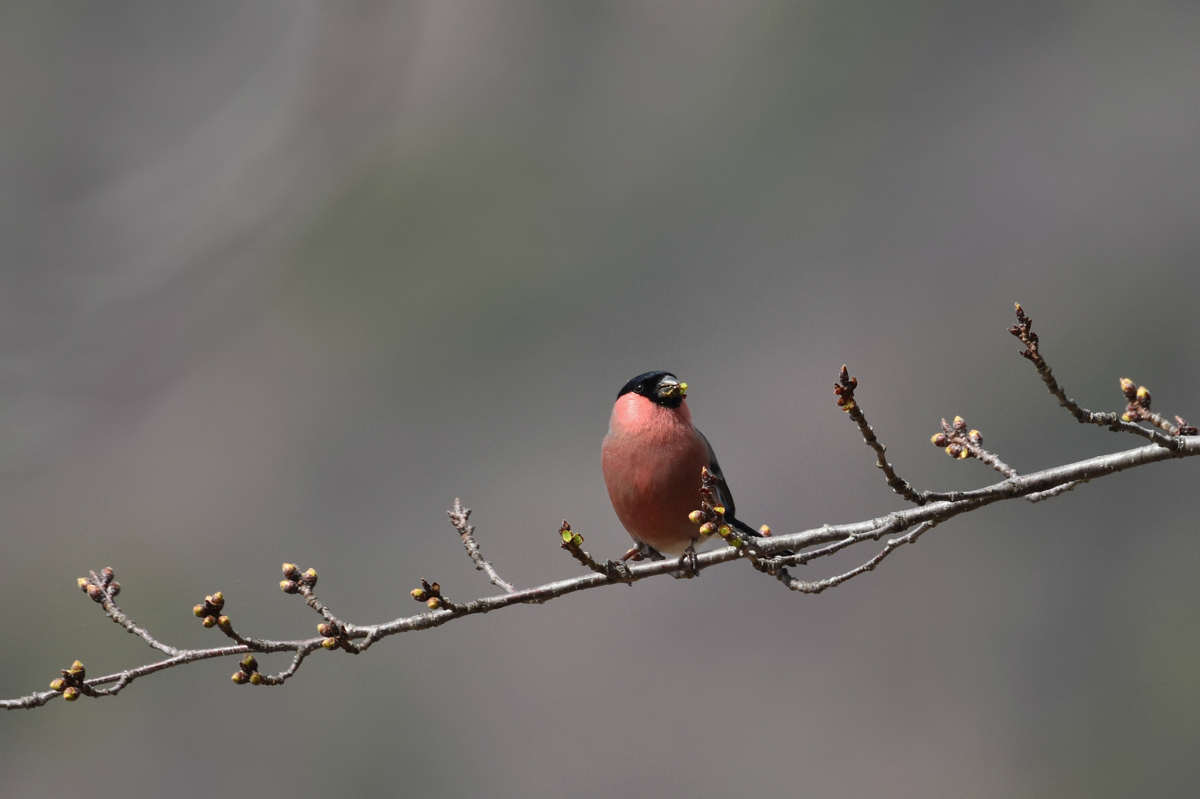 アカウソとウソ Ⅱ_f0053272_9414352.jpg
