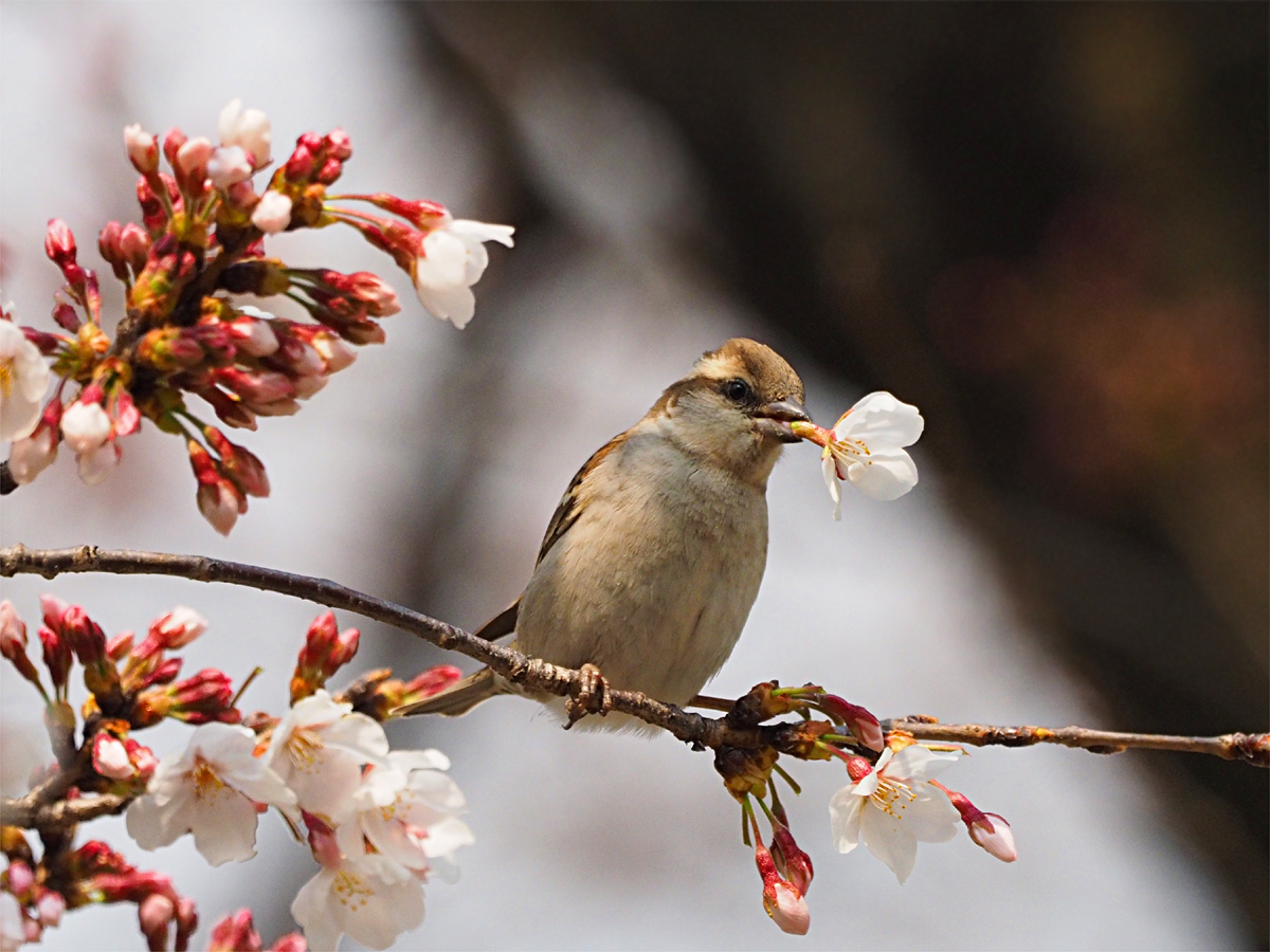 桜の花にニュウナイスズメ_d0283373_17411649.jpg