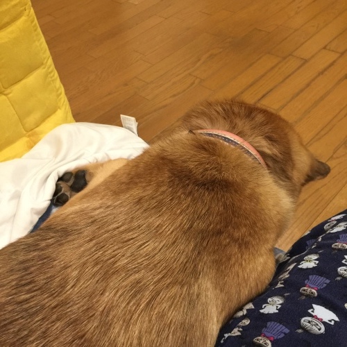 c0364176_07411765.jpeg
