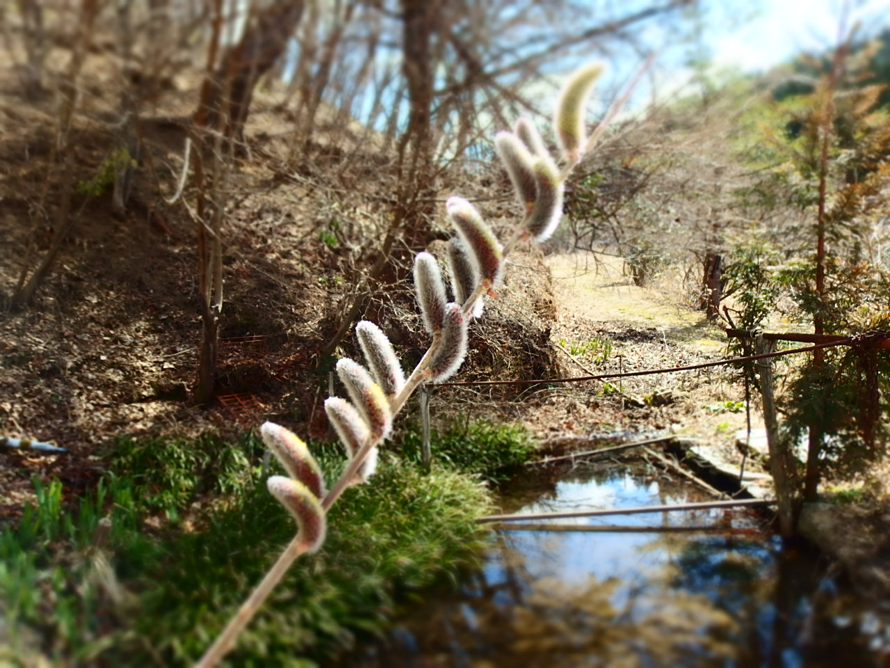 2016.3.26 飯舘村 春の芽吹き_b0192980_23304620.jpg