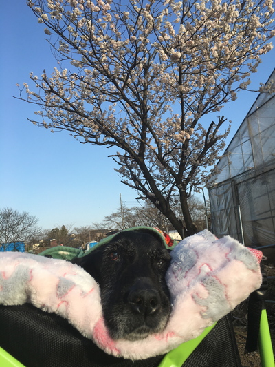 高齢の寝たきりすみれ みかれ日記 高齢の寝たきりすみれ みかれ日記