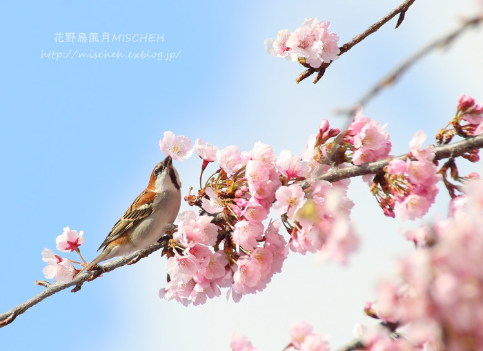 大寒桜ニュウナイスズメのお坊ちゃま_a0323488_00054071.jpg