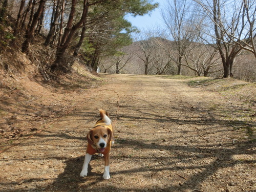 誰もいない森林公園でランラン_a0319693_97289.jpg