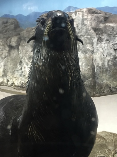 海獣に会いたい_a0134394_07002492.jpeg