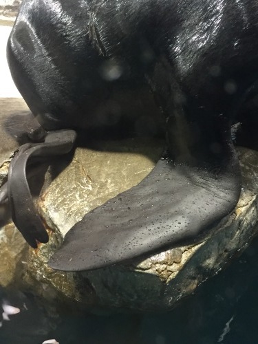 海獣に会いたい_a0134394_07050466.jpeg
