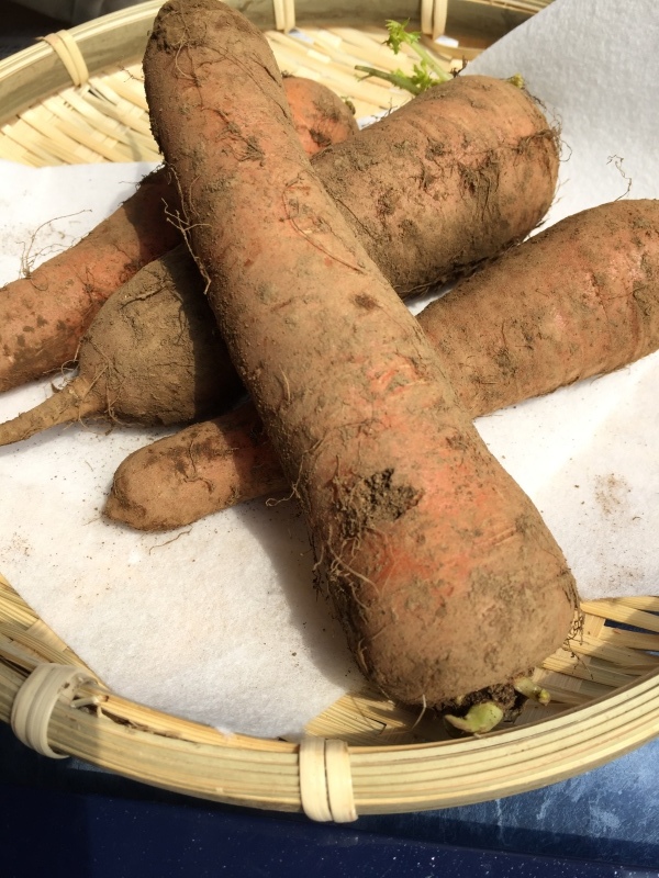 土の匂いがする  野菜。_a0357894_22550288.jpeg