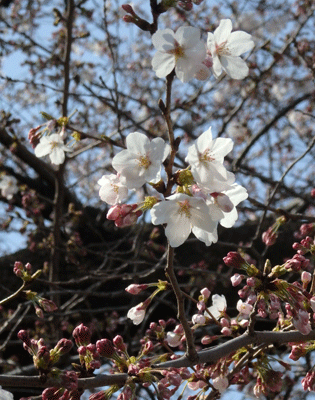 136番の桜　2016年3月29日_c0204801_20214188.gif