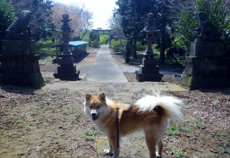 雷電神社＠早川田_e0056401_18242272.jpg