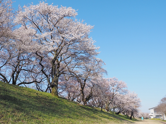 桜とカタクリ_e0075403_18352280.jpg